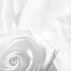 Кухонный фартук Цветы 217 МДФ матовый (3000) Flowers в Верхней Пышме - verhnyaya-pyshma.mebel24.online | фото